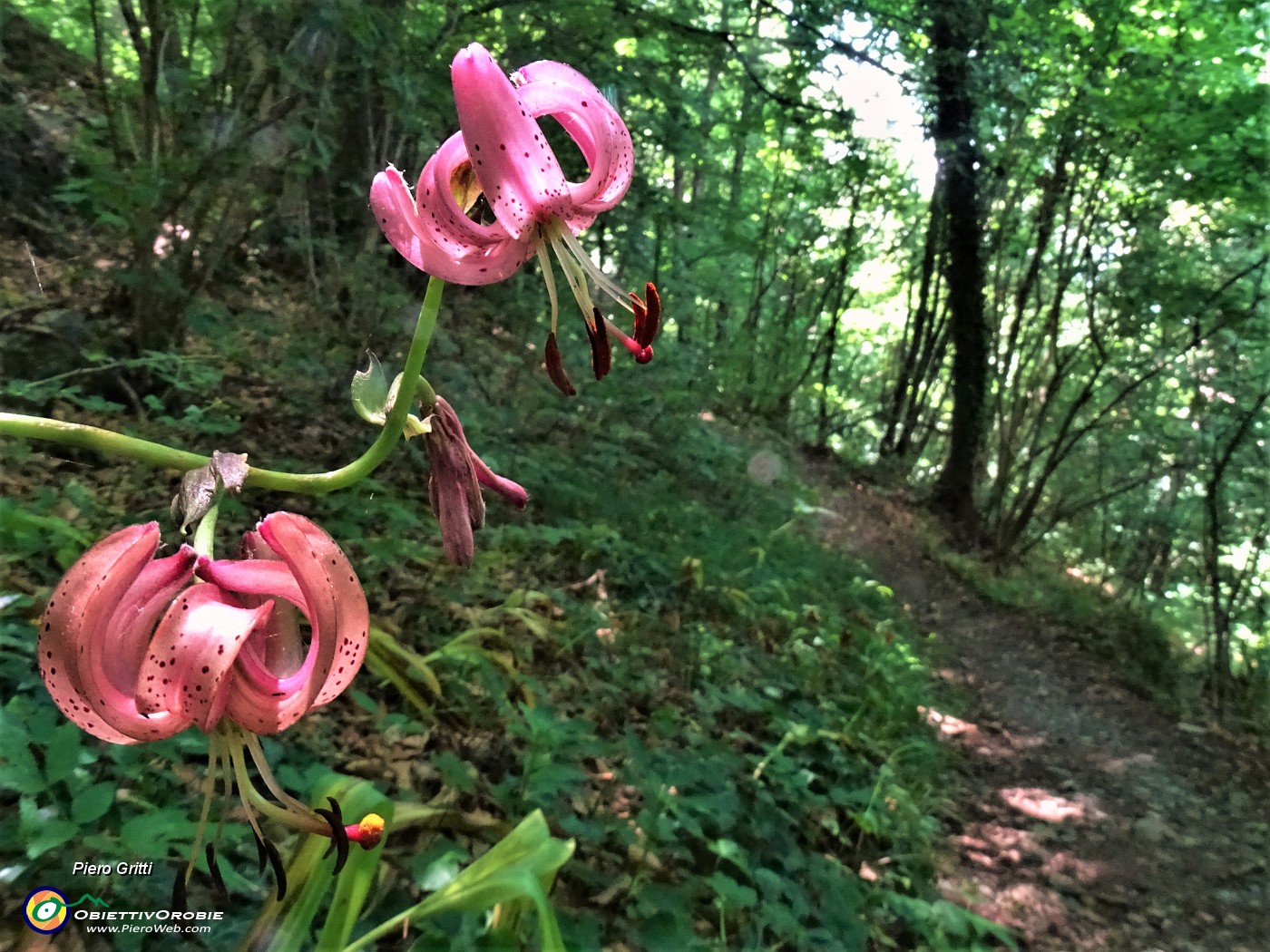 64 Lilium martagon (Giglio martagone) anche sul sent. 595 rientrando a Catremerio.JPG